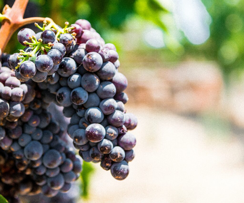 grapes