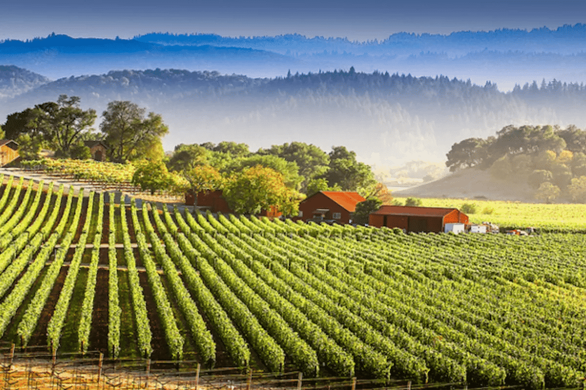 Napa Valley Viticultural Areas Wine Country Travel