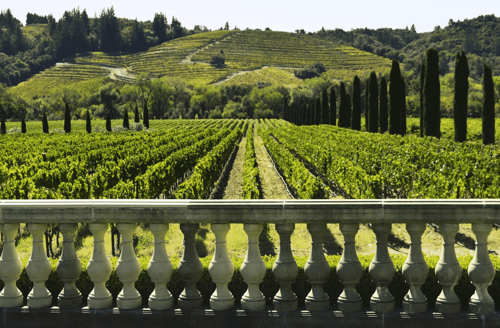 grape vineyards