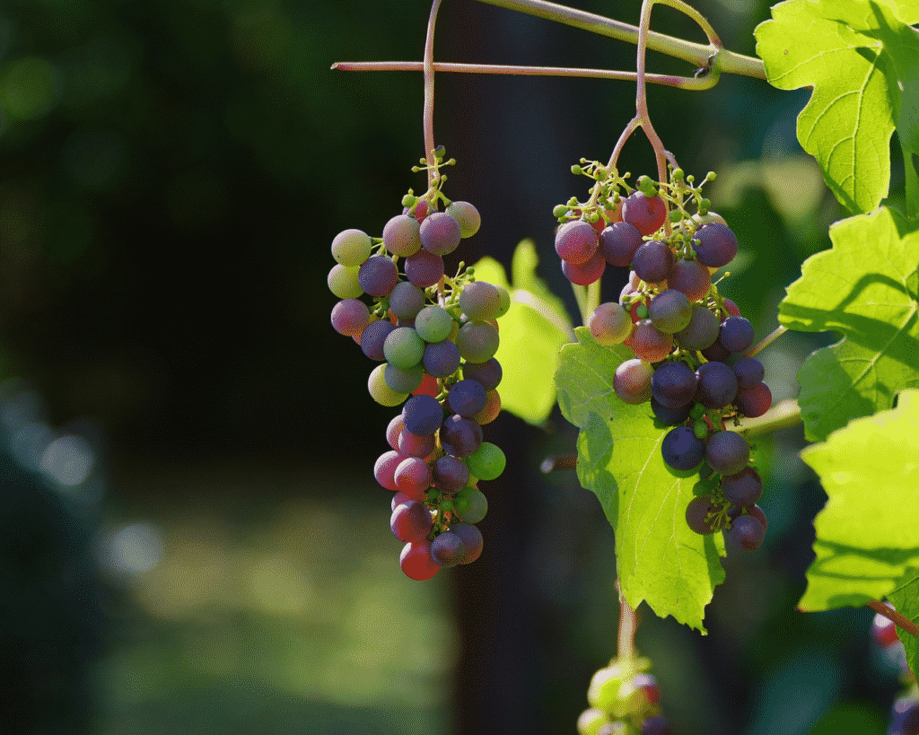 grapes hanging on vine
