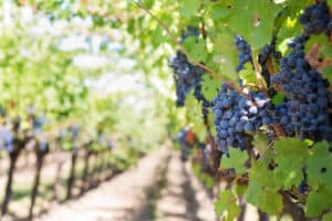 sonoma valley grapes