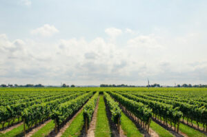 green vineyard with a blue sky