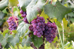 red grapes hanging from vine