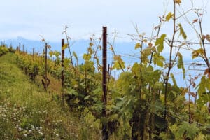 Santa Cruz vineyard vence lining the ocean