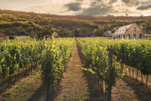 a vineyard at sunset