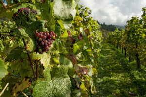 red grapes hanging from their vine