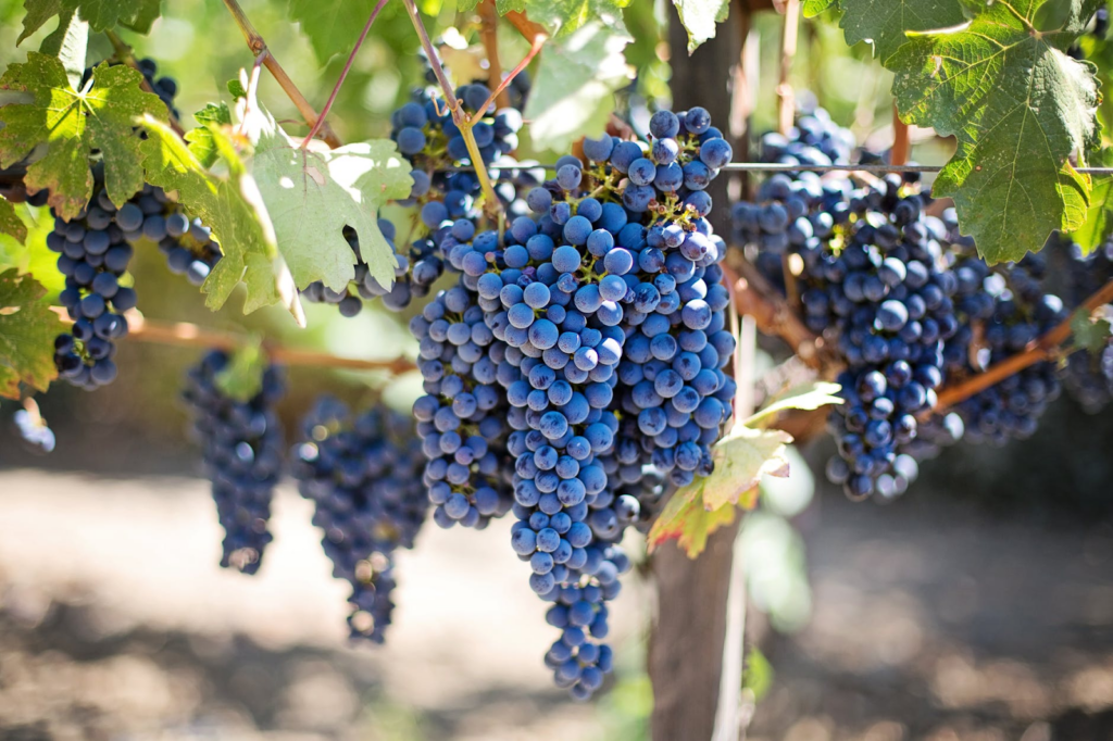 Napa Valley grapes
